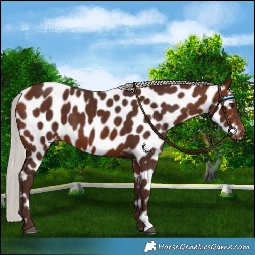 Horse Color:Silver Bay Near Leopard 