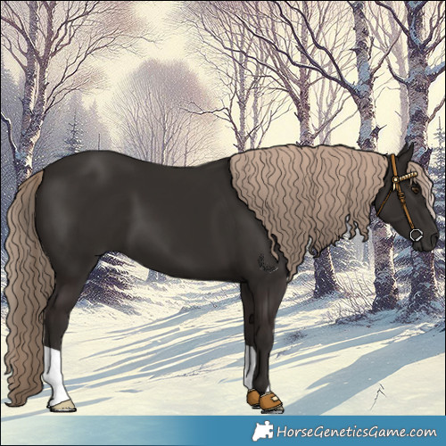 Horse Color:Liver Chestnut 