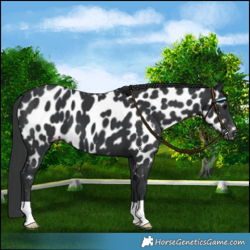 Horse Color:Black Near Leopard 