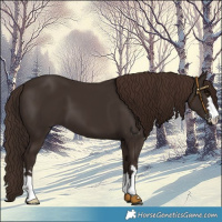 Horse Color:Liver Chestnut 