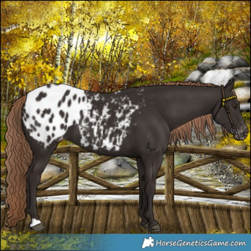 Horse Color:Liver Chestnut Appaloosa 