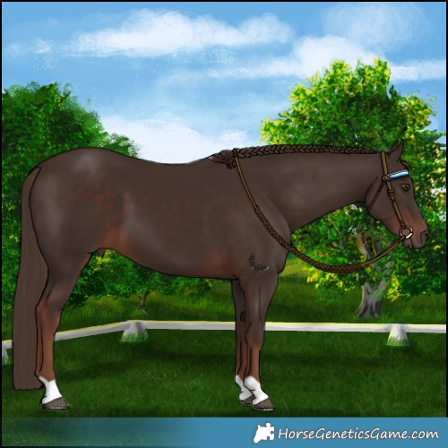 Horse Color:Liver Chestnut 