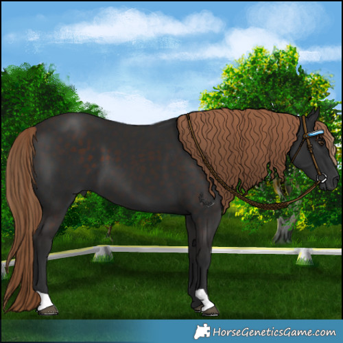 Horse Color:Liver Chestnut