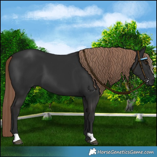 Horse Color:Liver Chestnut