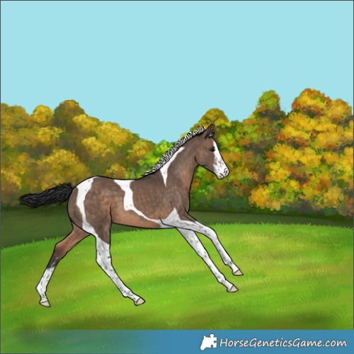 Horse Color:White Spotted Brown Dun Tobiano