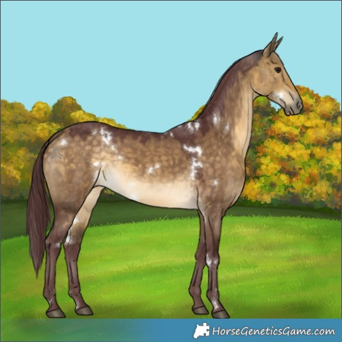 Horse Color:White Spotted Chocolate Buckskin Dun