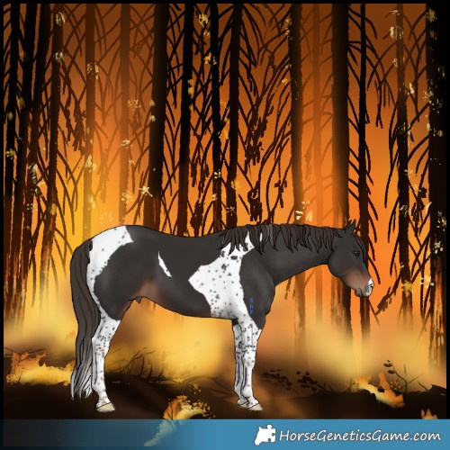 Horse Color:Liver Chestnut Tobiano 