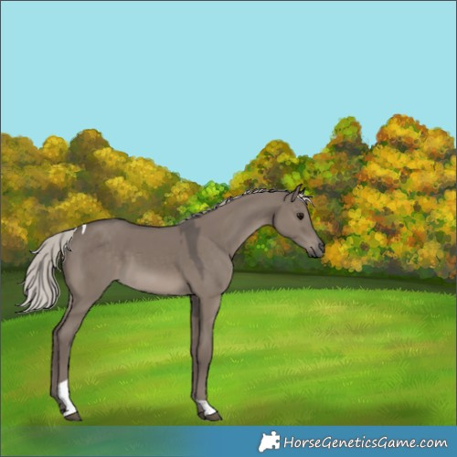 Horse Color:Silver Grullo Tobiano 