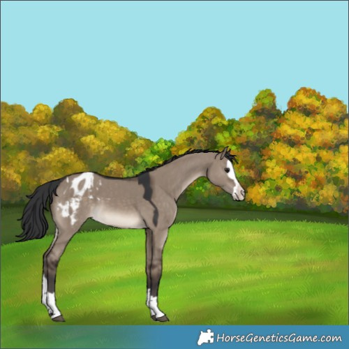 Horse Color:Brown Dun Splash Blanket 