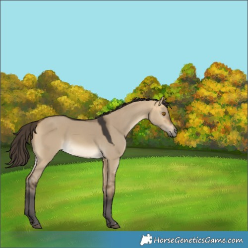 Horse Color:Buckskin Dun 