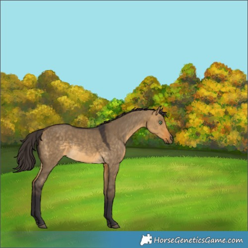 Horse Color:Buckskin Dun 