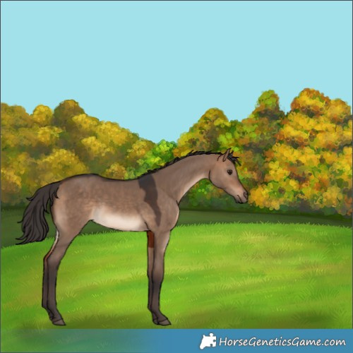 Horse Color:Bay Dun