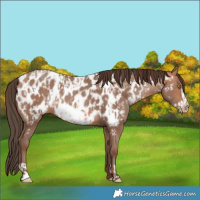 Horse Color:Amber Champagne Near Leopard  and Amber Champagne Frame Near Leopard 
