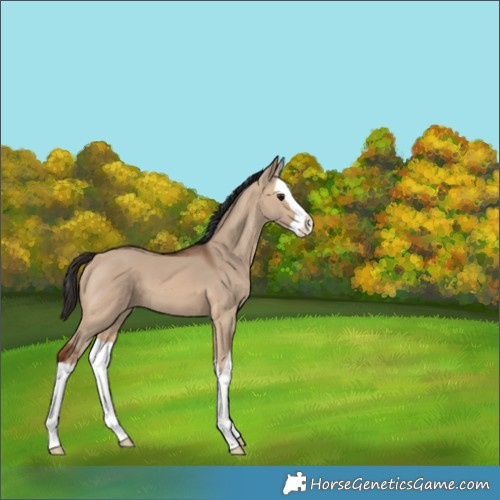 Horse Color:Bay Dun Splash
