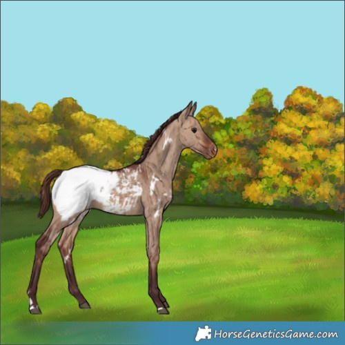 Horse Color:White Spotted Chocolate Brown Dun Snowcap Brindle 