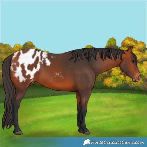 Horse Color:Bay Appaloosa 