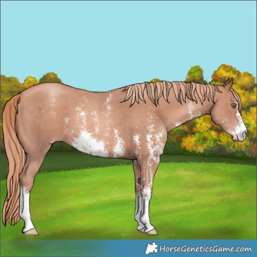 Horse Color:Gold Champagne Sabino