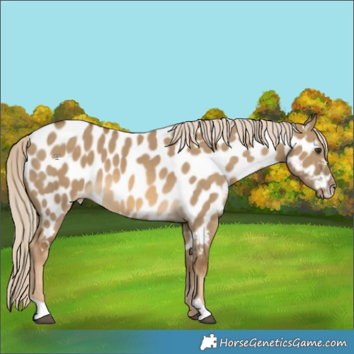 Horse Color:Chocolate Palomino Dun Near Leopard 