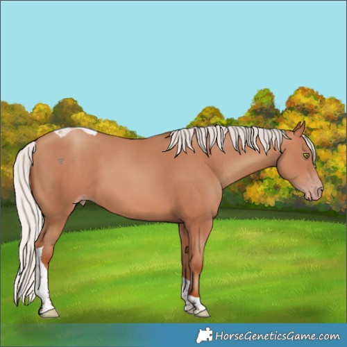 Horse Color:Silver Sable Champagne Tobiano