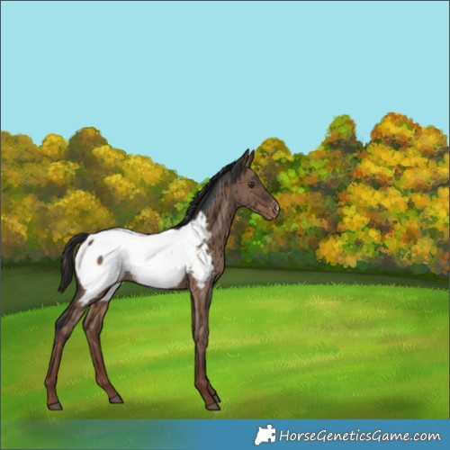 Horse Color:Liver Red Dun Appaloosa Brindle 