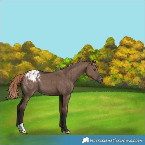 Horse Color:Liver Red Dun Appaloosa Brindle