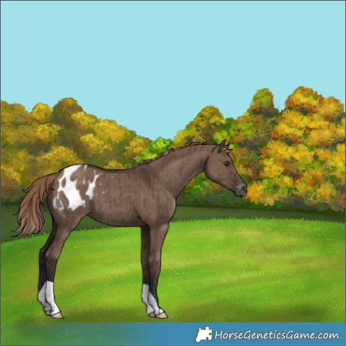 Horse Color:Liver Red Dun Appaloosa Brindle 