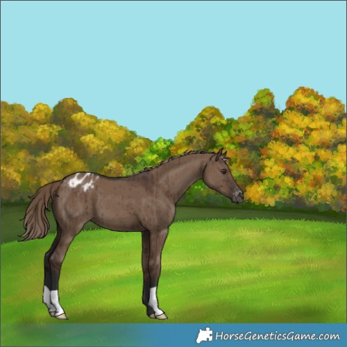 Horse Color:Liver Red Dun Appaloosa Brindle