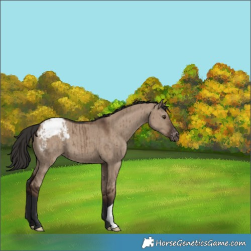 Horse Color:Liver Red Dun Appaloosa Brindle