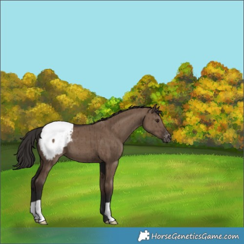 Horse Color:Liver Red Dun Appaloosa Brindle 