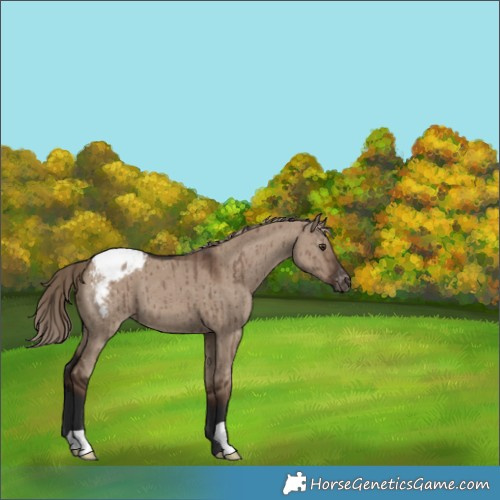 Horse Color:Liver Red Dun Appaloosa Brindle 