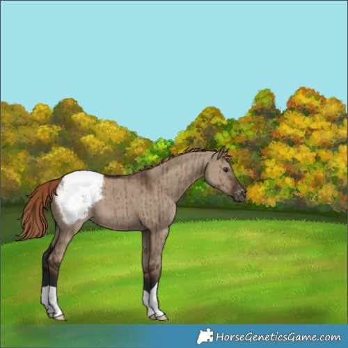 Horse Color:Liver Red Dun Varnish Brindle 