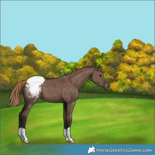 Horse Color:Liver Red Dun Appaloosa Brindle