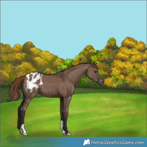 Horse Color:Liver Red Dun Appaloosa Brindle