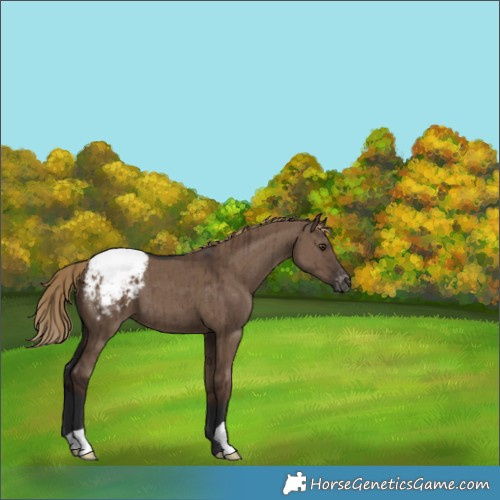 Horse Color:Liver Red Dun Appaloosa Brindle 