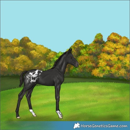 Horse Color:Liver Chestnut Appaloosa 