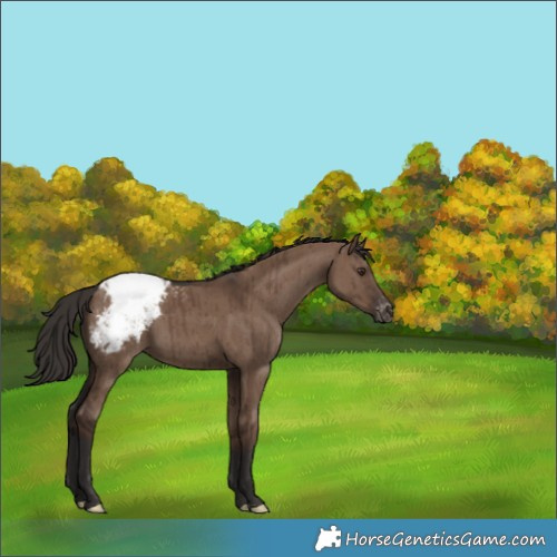 Horse Color:Liver Red Dun Appaloosa Brindle 