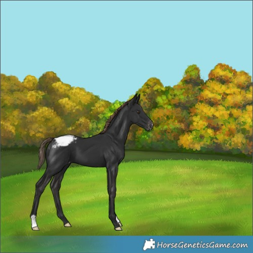 Horse Color:Liver Chestnut Appaloosa 