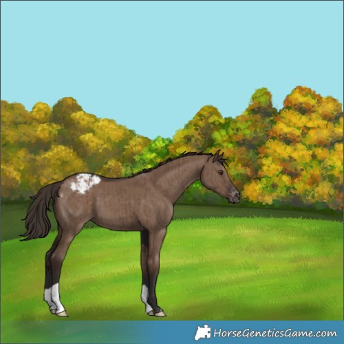 Horse Color:Liver Red Dun Appaloosa Brindle 