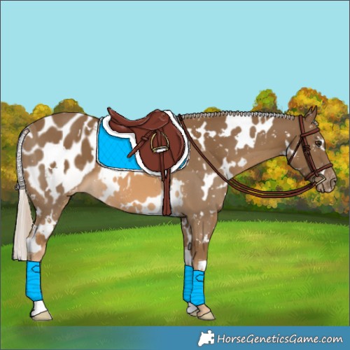 Horse Color:White Spotted Chocolate Palomino Appaloosa 