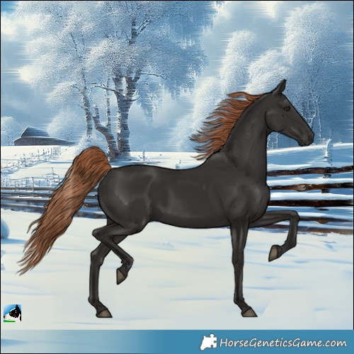 Horse Color:Liver Chestnut Rabicano 