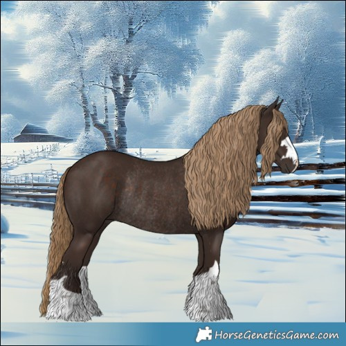 Horse Color:Liver Chestnut Rabicano 