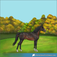 Horse Color:Brown Appaloosa Rabicano 