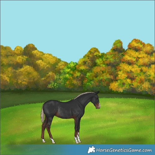 Horse Color:Liver Chestnut Varnish Rabicano