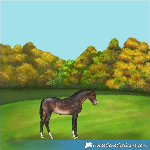 Horse Color:Brown Appaloosa