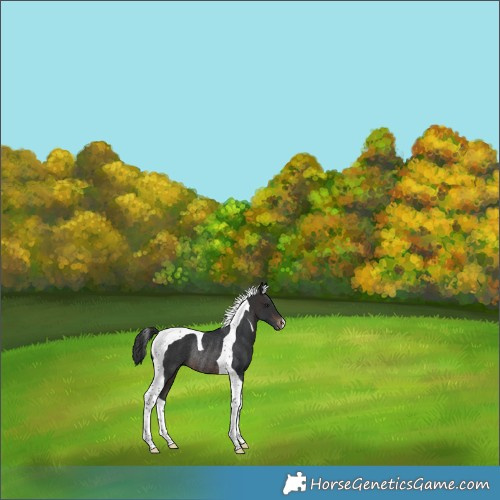 Horse Color:Brown Tobiano Varnish Rabicano 