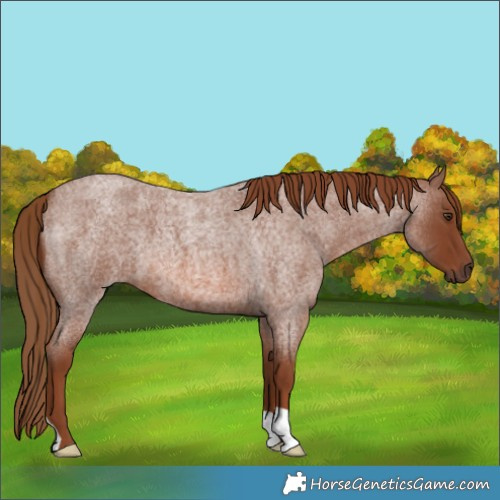 Horse Color:Red Roan 