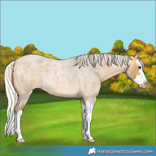 Horse Color:Silver Buckskin Roan Splash 