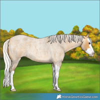 Horse Color:Silver Buckskin Roan Splash