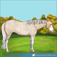 Horse Color:Silver Buckskin Roan Splash