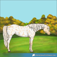 Horse Color:Palomino Appaloosa  and Palomino Appaloosa 